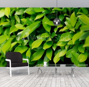 Picture of background of leaves green bush